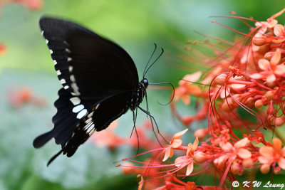 Papilio polytes DSC_4496