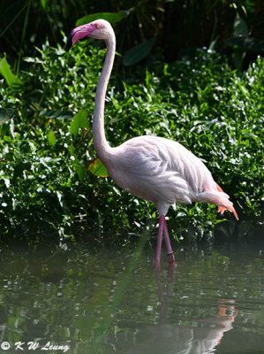 Flamingo DSC_3807