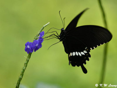 Papilio polytes DSC_4477