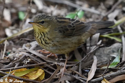 Lanceolated Warbler DSC_6678