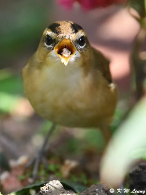 Black-browed Reed Warbler (黑眉葦鶯)