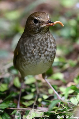 Rufoustailed Robin DSC_7862