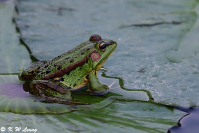 Frog DSC_8339