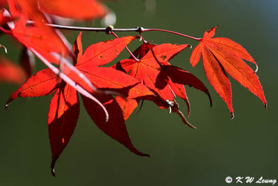 Maple leaves DSC_8561