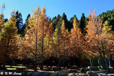 Metasequoia DSC_8567