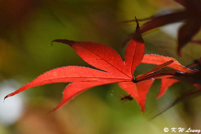 Maple leaves DSC_8602