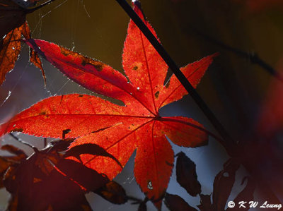 Maple leaves DSC_8604