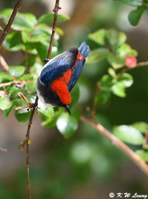 Scarlet-backed Flowerpecker DSC_8915