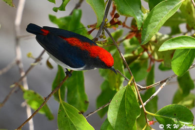 Scarlet-backed Flowerpecker DSC_8940