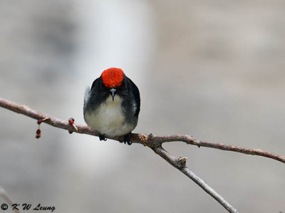 Scarlet-backed Flowerpecker DSC_8895