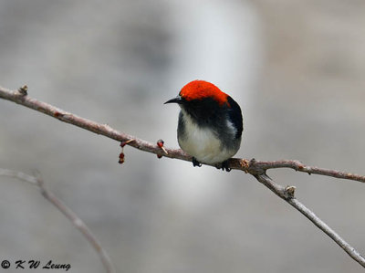 Scarlet-backed Flowerpecker DSC_8881
