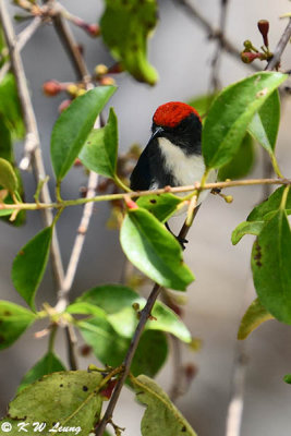 Scarlet-backed Flowerpecker DSC_8926