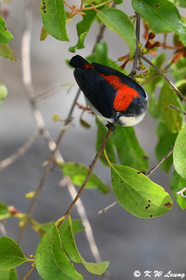 Scarlet-backed Flowerpecker DSC_8944