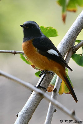 Daurian Redstart (北紅尾鴝)