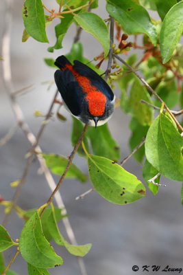 Scarlet-backed Flowerpecker DSC_8953