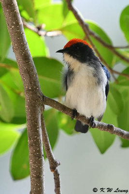Scarlet-backed Flowerpecker DSC_9763