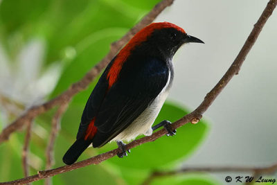 Scarlet-backed Flowerpecker DSC_9923
