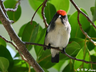 Scarlet-backed Flowerpecker DSC_0026