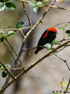 Scarlet-backed Flowerpecker DSC_0200