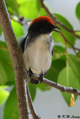 Scarlet-backed Flowerpecker DSC_9866