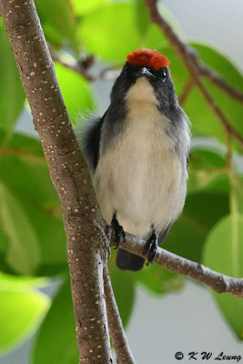 Scarlet-backed Flowerpecker DSC_9863