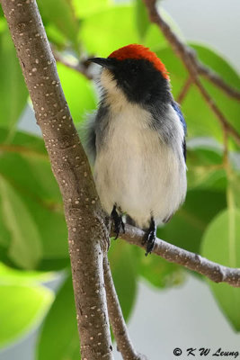 Scarlet-backed Flowerpecker DSC_9845