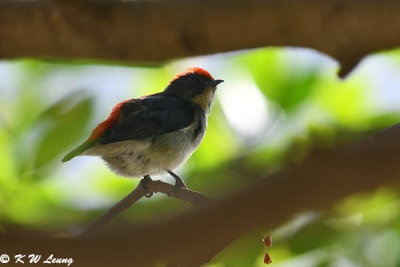 Scarlet-backed Flowerpecker DSC_9433