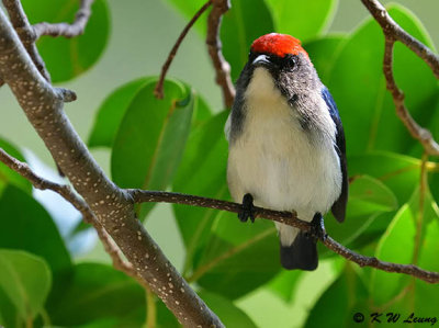 Scarlet-backed Flowerpecker DSC_0004