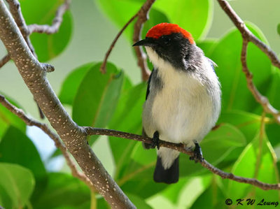 Scarlet-backed Flowerpecker DSC_0068