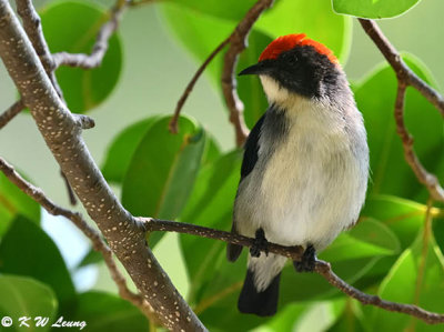 Scarlet-backed Flowerpecker DSC_0119