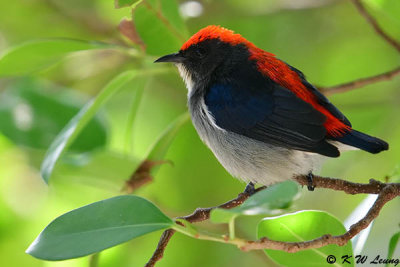 Scarlet-backed Flowerpecker DSC_1005
