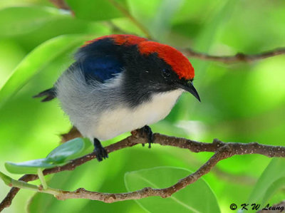 Scarlet-backed Flowerpecker DSC_1585