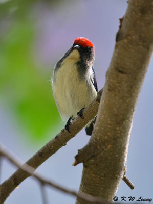 Scarlet-backed Flowerpecker DSC_0763
