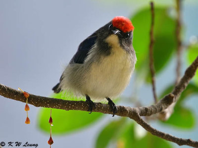 Scarlet-backed Flowerpecker DSC_0771