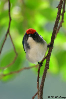 Scarlet-backed Flowerpecker DSC_0688