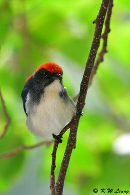 Scarlet-backed Flowerpecker DSC_0695