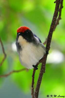 Scarlet-backed Flowerpecker DSC_0698