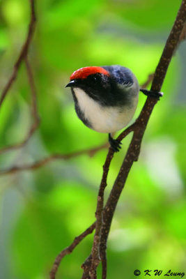 Scarlet-backed Flowerpecker DSC_0679