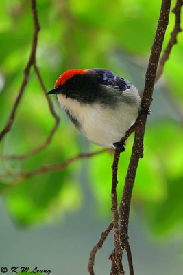 Scarlet-backed Flowerpecker DSC_0692
