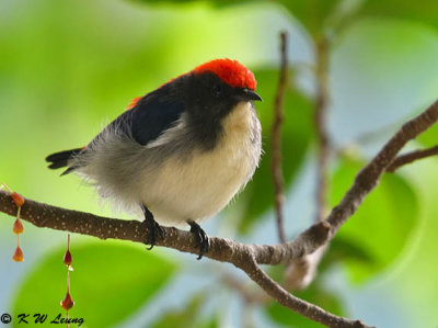 Scarlet-backed Flowerpecker DSC_0789
