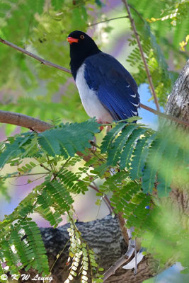 Blue Magpie DSC_2233