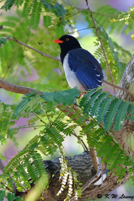 Blue Magpie DSC_2241