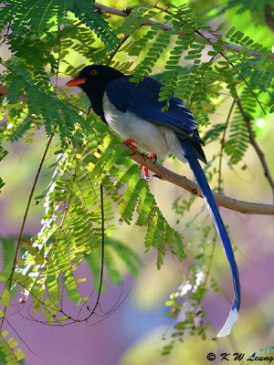 Blue Magpie DSC_2250