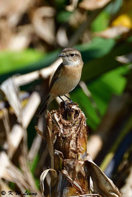 Common Stonechat DSC_2374