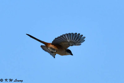 Long-tailed Shrike DSC_2464