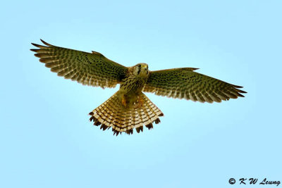 Common Kestrel DSC_1977