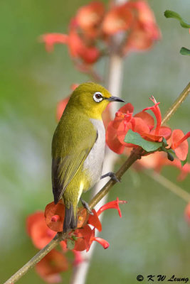 Japanese White-eye DSC_3322