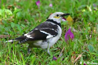 Black-collared starling DSC_3010