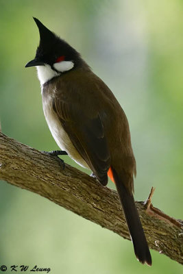 Red-whiskered Bulbul DSC_3031