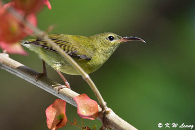 Fork-tailed Sunbird DSC_3107